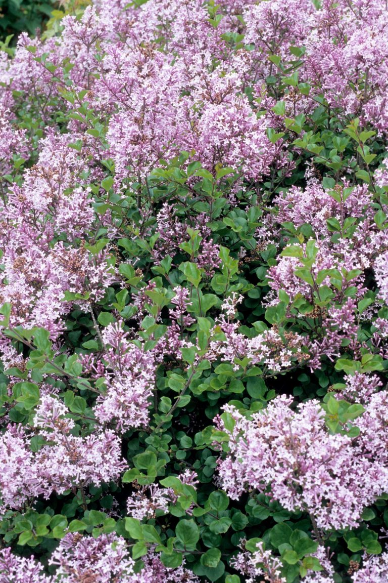 Dwarf Korean Lilac Friends of the Parks and Trails